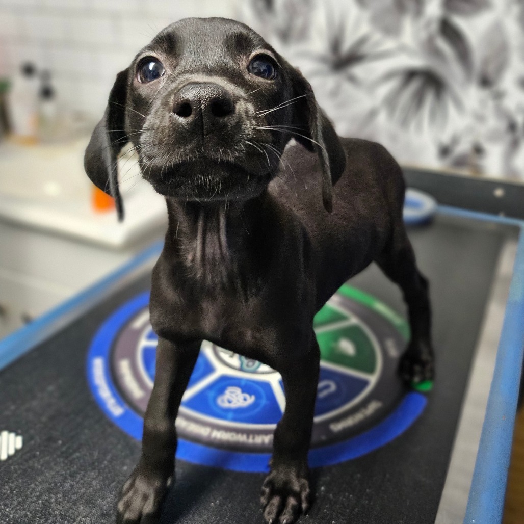 J, an adoptable Catahoula Leopard Dog, Black Labrador Retriever in Wahiawa, HI, 96786 | Photo Image 1