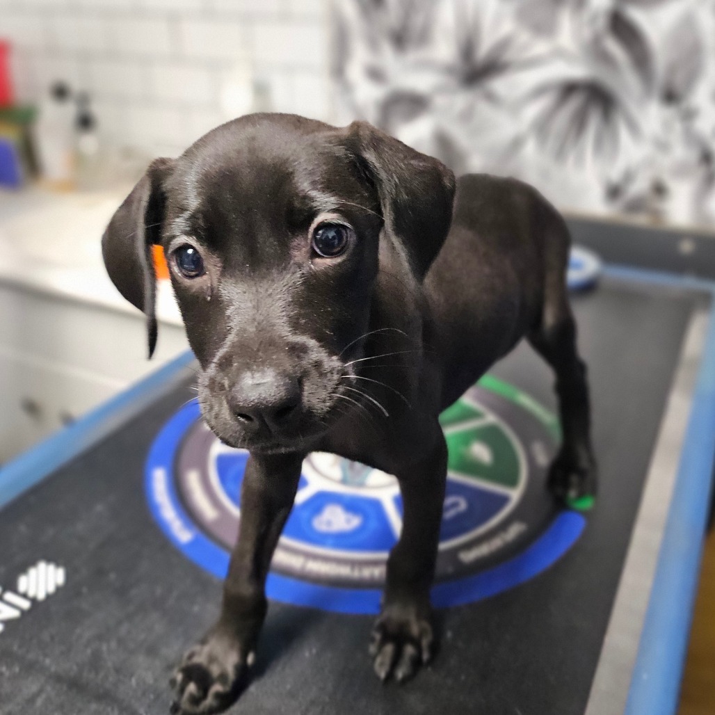 J, an adoptable Catahoula Leopard Dog, Black Labrador Retriever in Wahiawa, HI, 96786 | Photo Image 2