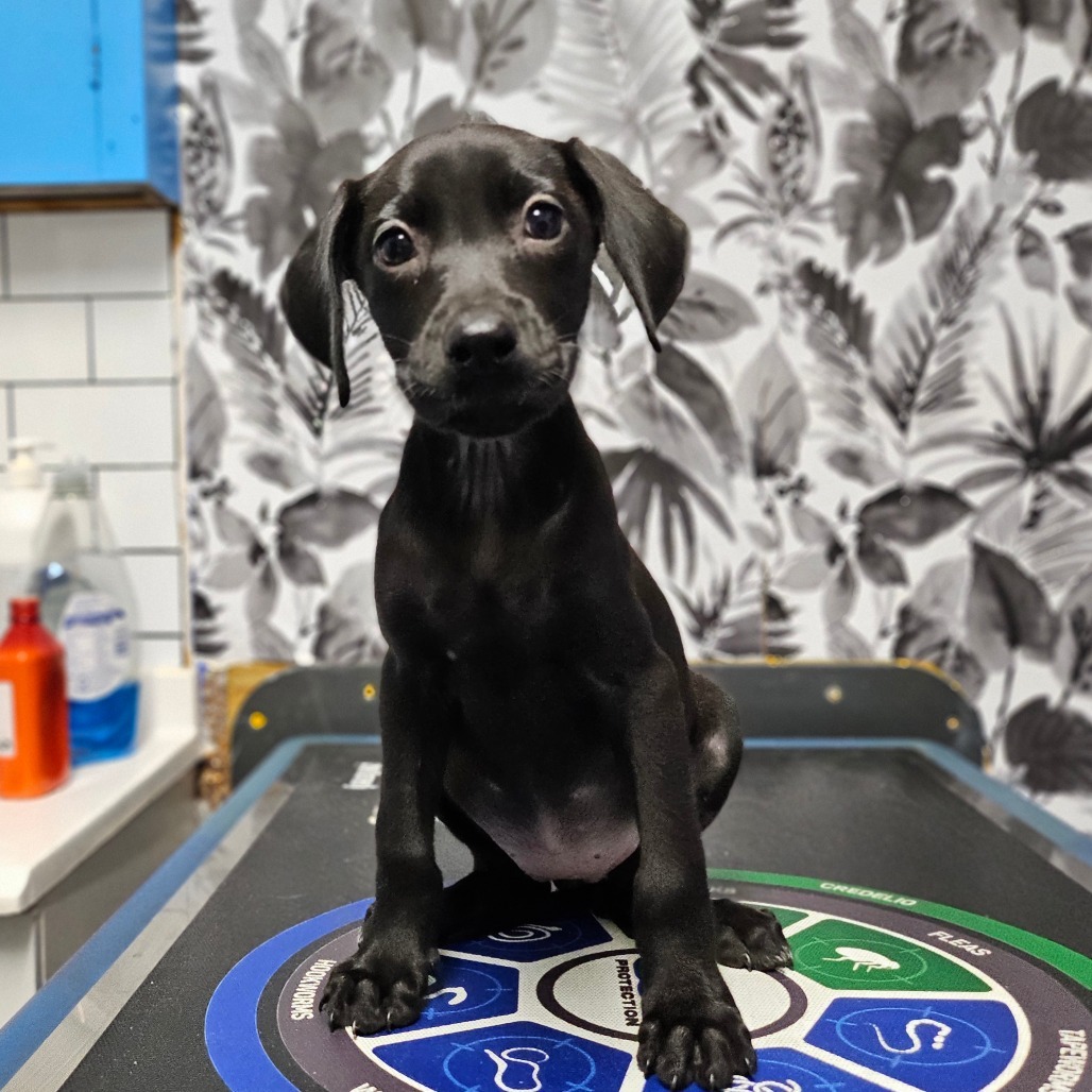 J, an adoptable Catahoula Leopard Dog, Black Labrador Retriever in Wahiawa, HI, 96786 | Photo Image 3