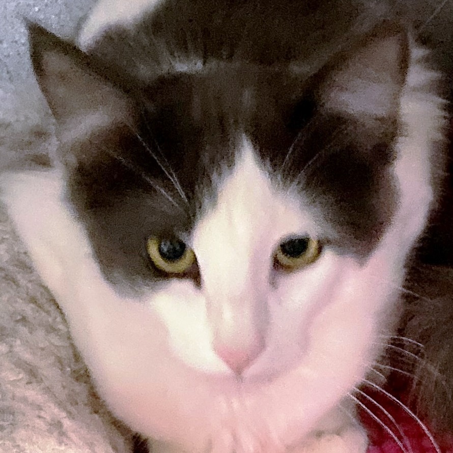 Milo, an adoptable Domestic Medium Hair in Pagosa Springs, CO, 81147 | Photo Image 1