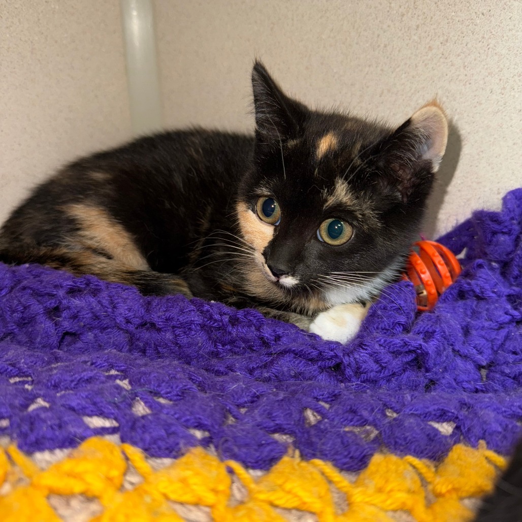 Buttercup, an adoptable Domestic Short Hair in Pagosa Springs, CO, 81147 | Photo Image 1