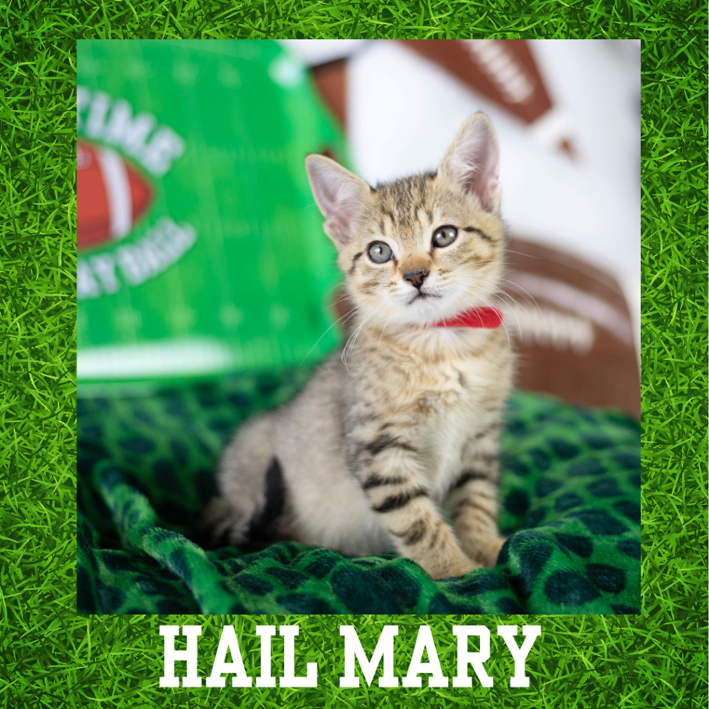 Hail Mary