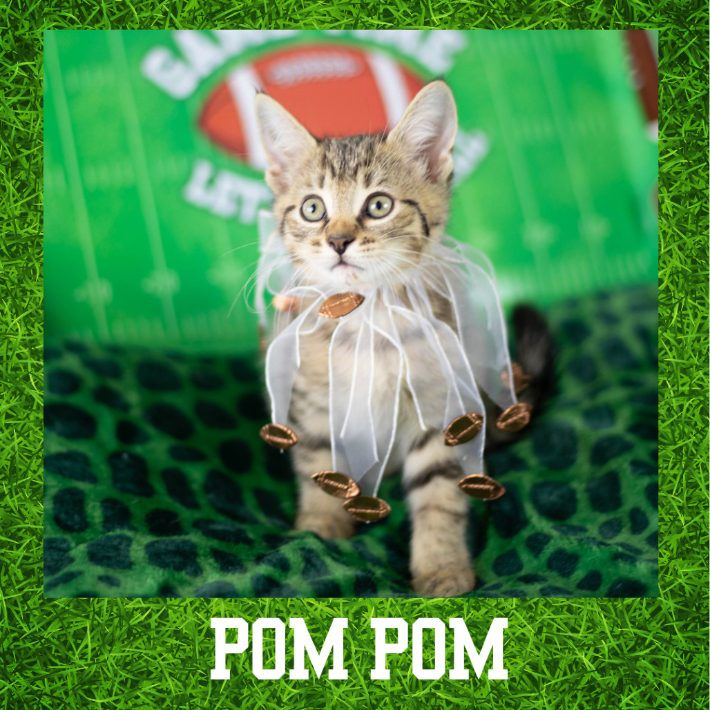 Pom Pom