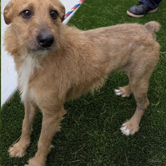 Little Benny (Little Dog) 2