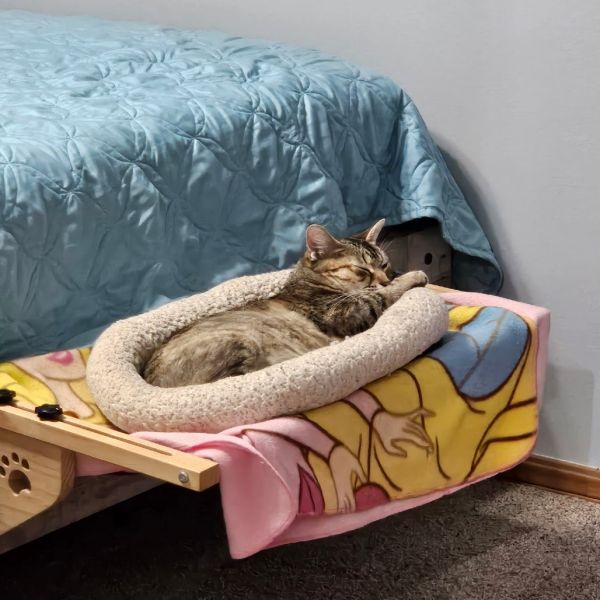 Shelby  F thumbnail 3