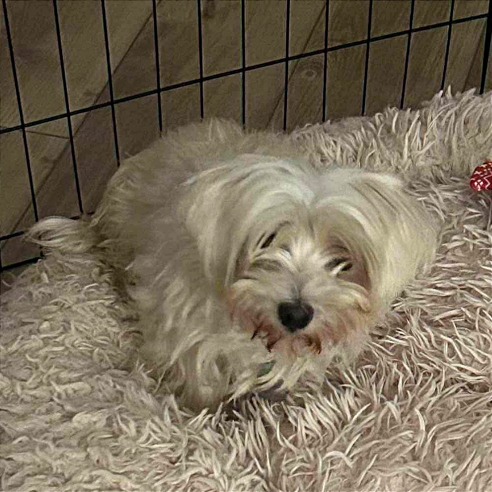 Cami Elizabeth (Austin)