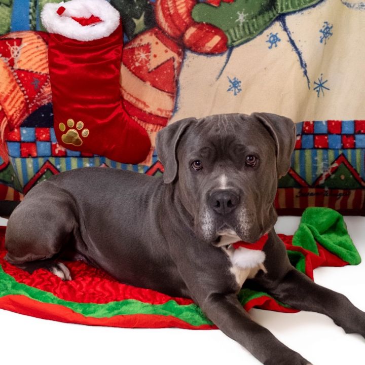 Gordo*my adoption is pending*my adoption fee has been sponsored by an amazing friend* 1