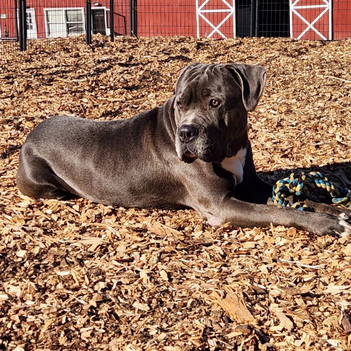 Gordo*my adoption is pending*my adoption fee has been sponsored by an amazing friend* 2