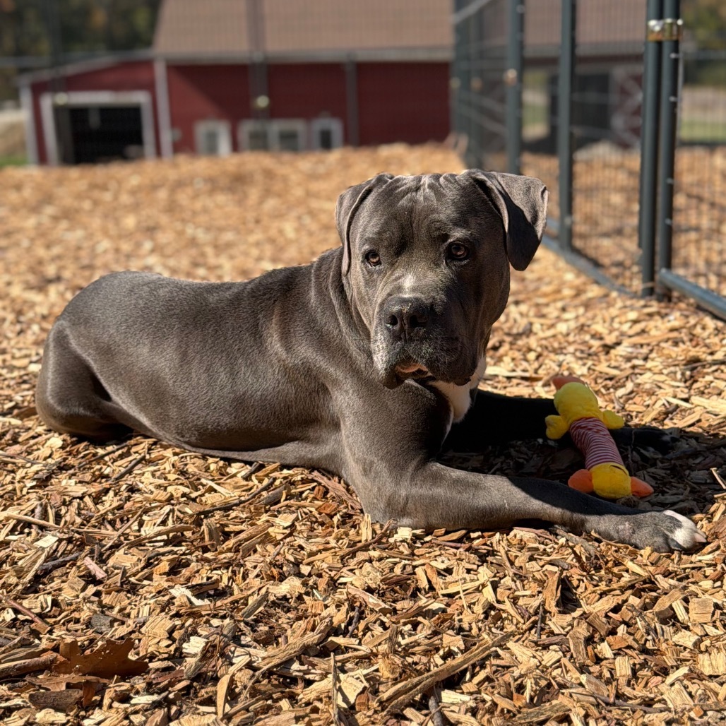 Gordo*my adoption fee has been sponsored by an amazing friend*