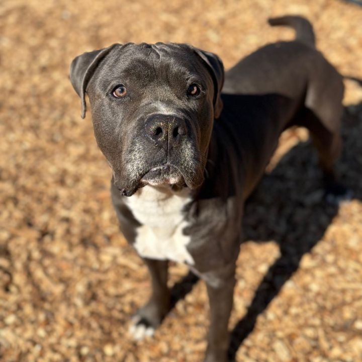 Gordo*my adoption is pending*my adoption fee has been sponsored by an amazing friend* 4