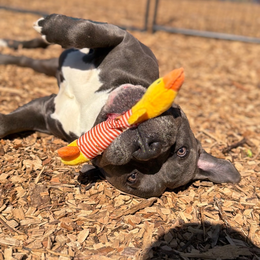 Gordo*my adoption fee has been sponsored by an amazing friend*