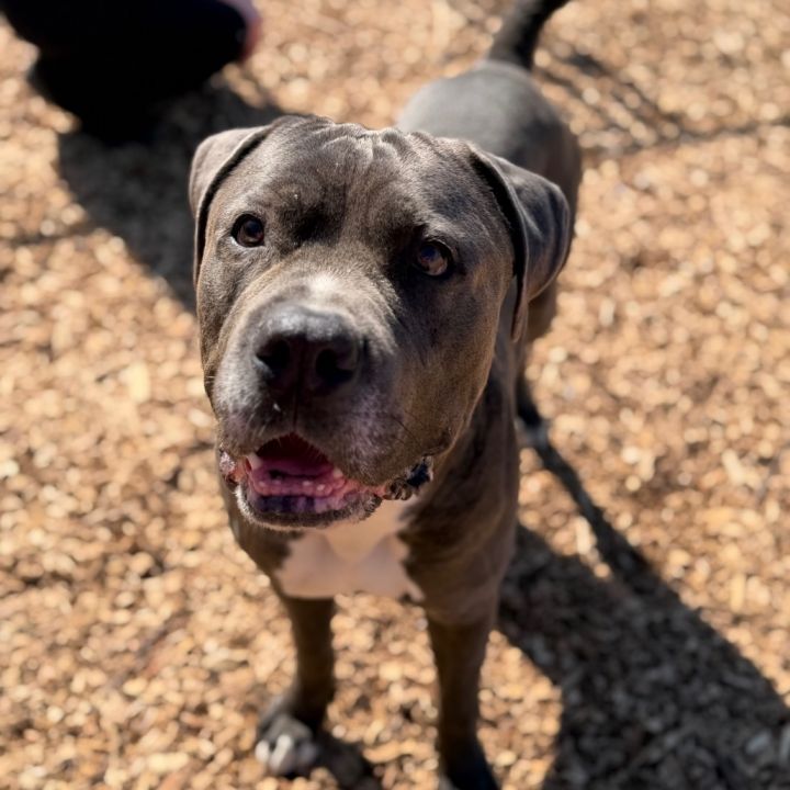 Gordo*my adoption is pending*my adoption fee has been sponsored by an amazing friend* 5