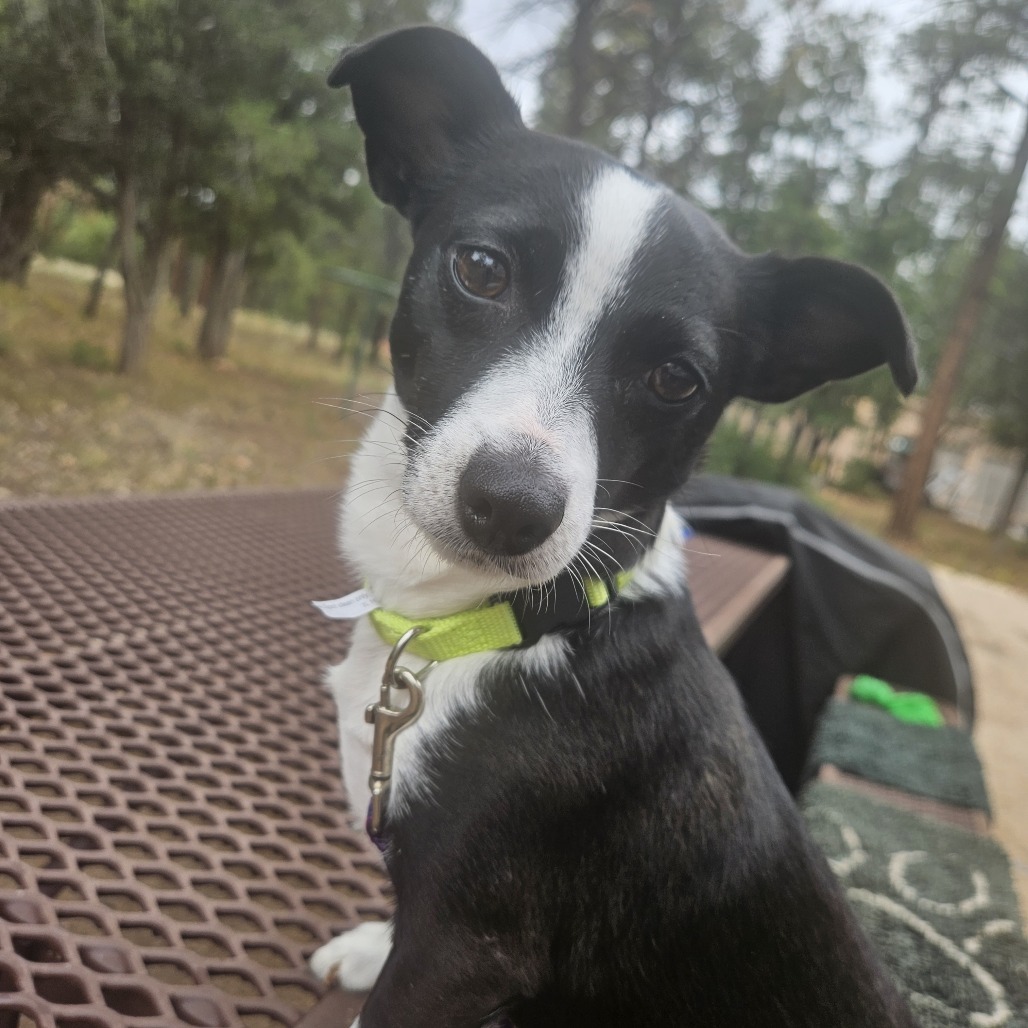 Oreo - Shy, yet Sweet! Potty Trained!