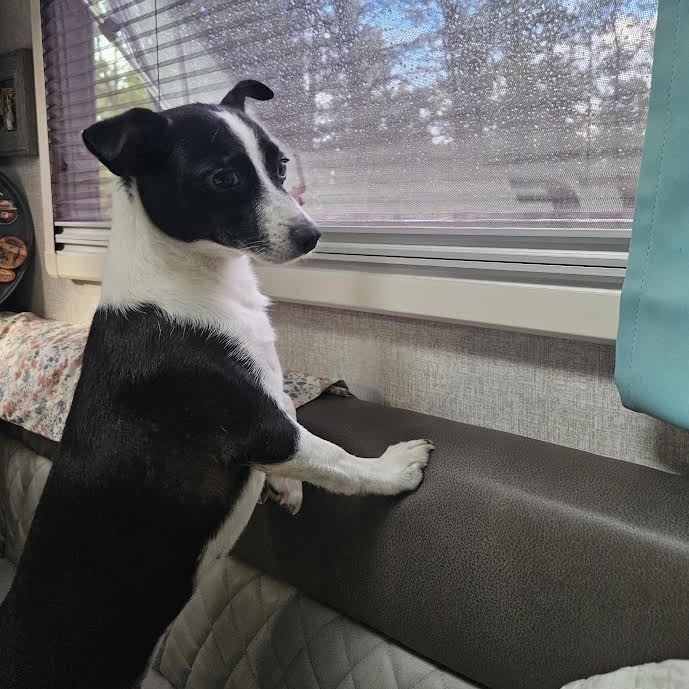Oreo - Shy, yet Sweet! Potty Trained!