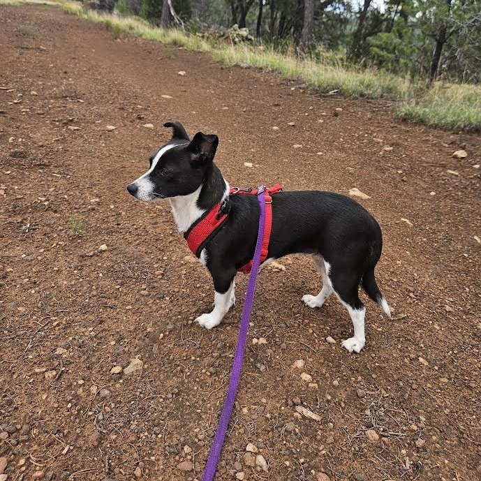 Oreo - Shy, yet Sweet! Potty Trained!
