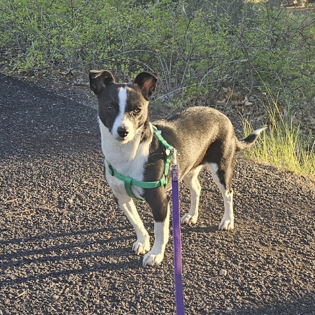 Oreo - Shy, yet Sweet! Potty Trained!