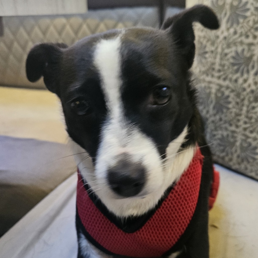 Oreo - Shy, yet Sweet! Potty Trained!