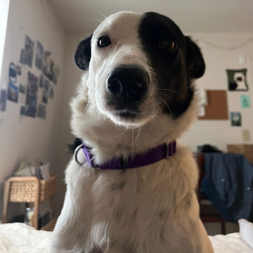 Mabel- Calm, Sweet Girl!