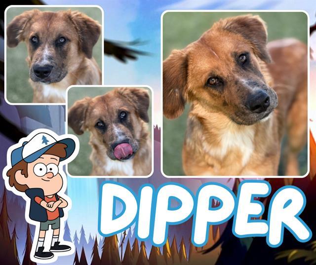 DIPPER