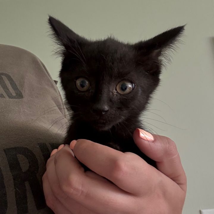 Seek in Vienna, VA 2