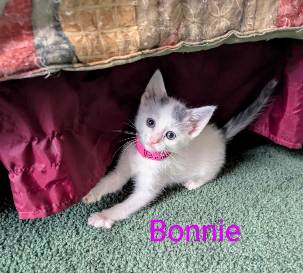 Bonnie