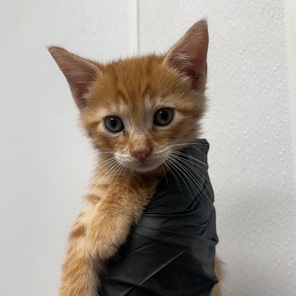 Jimmy Cubano, an adoptable Domestic Short Hair in Abilene, TX, 79602 | Photo Image 1