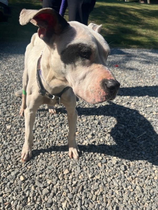 Checkers thumbnail 2