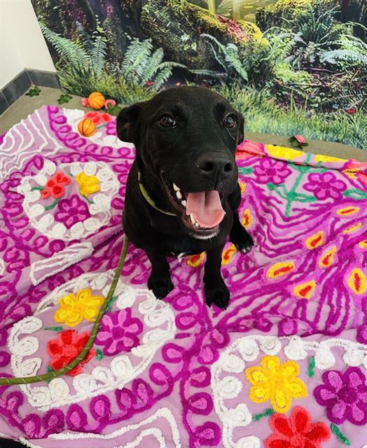 MOONBEAM, an adoptable Labrador Retriever, Mixed Breed in Globe, AZ, 85501 | Photo Image 1