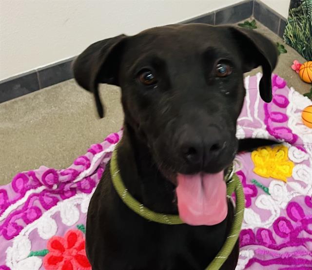 ONYX, an adoptable Labrador Retriever, Mixed Breed in Globe, AZ, 85501 | Photo Image 1