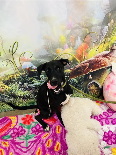 MIDNIGHT, an adoptable Labrador Retriever, Mixed Breed in Globe, AZ, 85501 | Photo Image 1