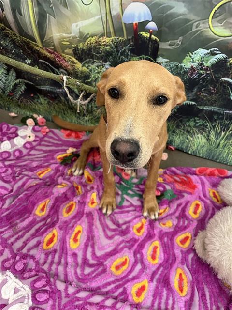 BROWNIE POP, an adoptable Labrador Retriever, Mixed Breed in Globe, AZ, 85501 | Photo Image 1