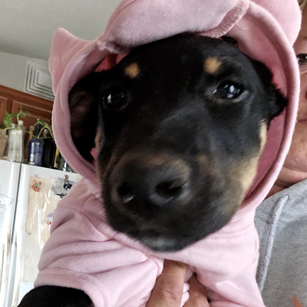 Football, an adoptable Mixed Breed in Moab, UT, 84532 | Photo Image 1