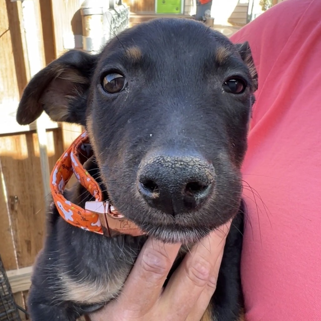 Football, an adoptable Mixed Breed in Moab, UT, 84532 | Photo Image 2