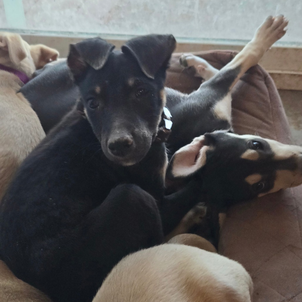 Football, an adoptable Mixed Breed in Moab, UT, 84532 | Photo Image 3