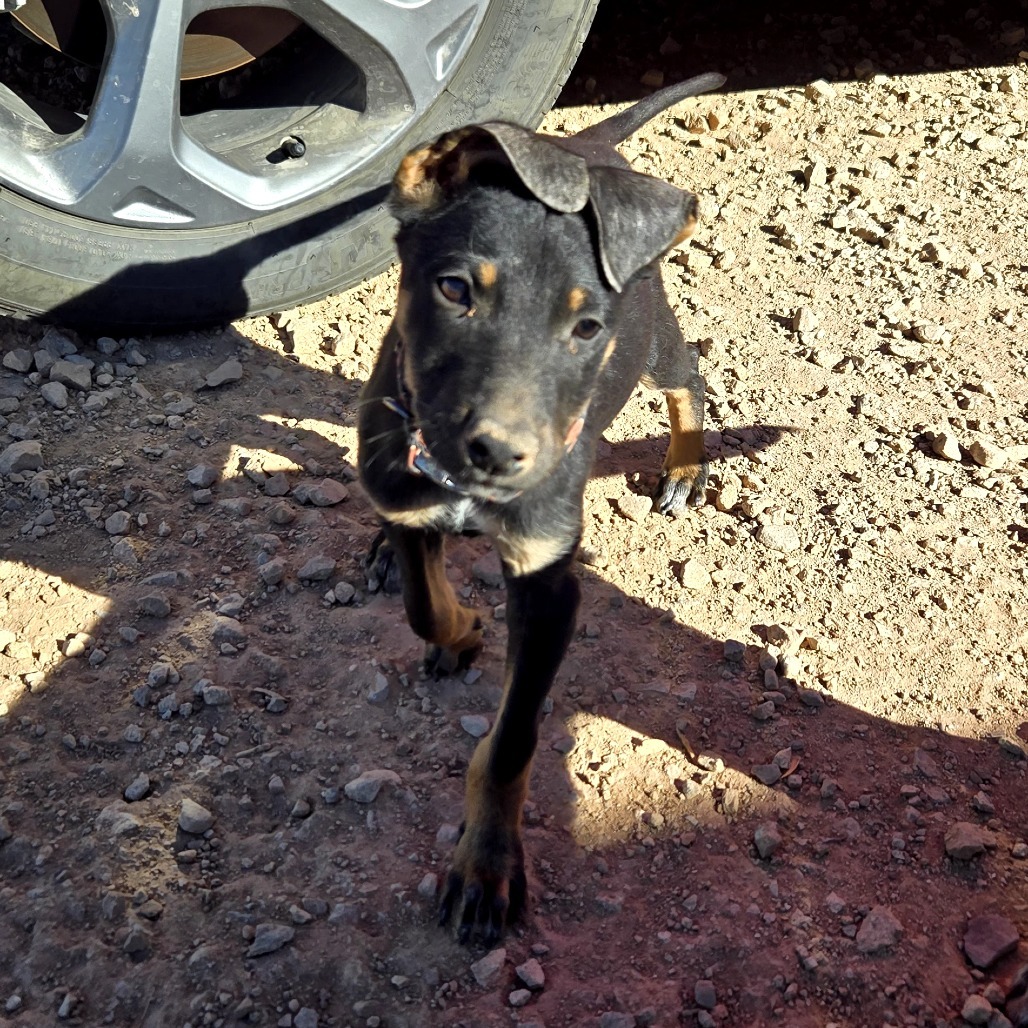 Football, an adoptable Mixed Breed in Moab, UT, 84532 | Photo Image 4