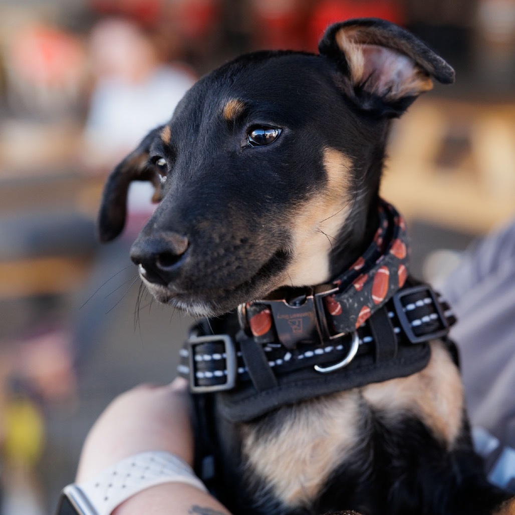 Football, an adoptable Mixed Breed in Moab, UT, 84532 | Photo Image 5