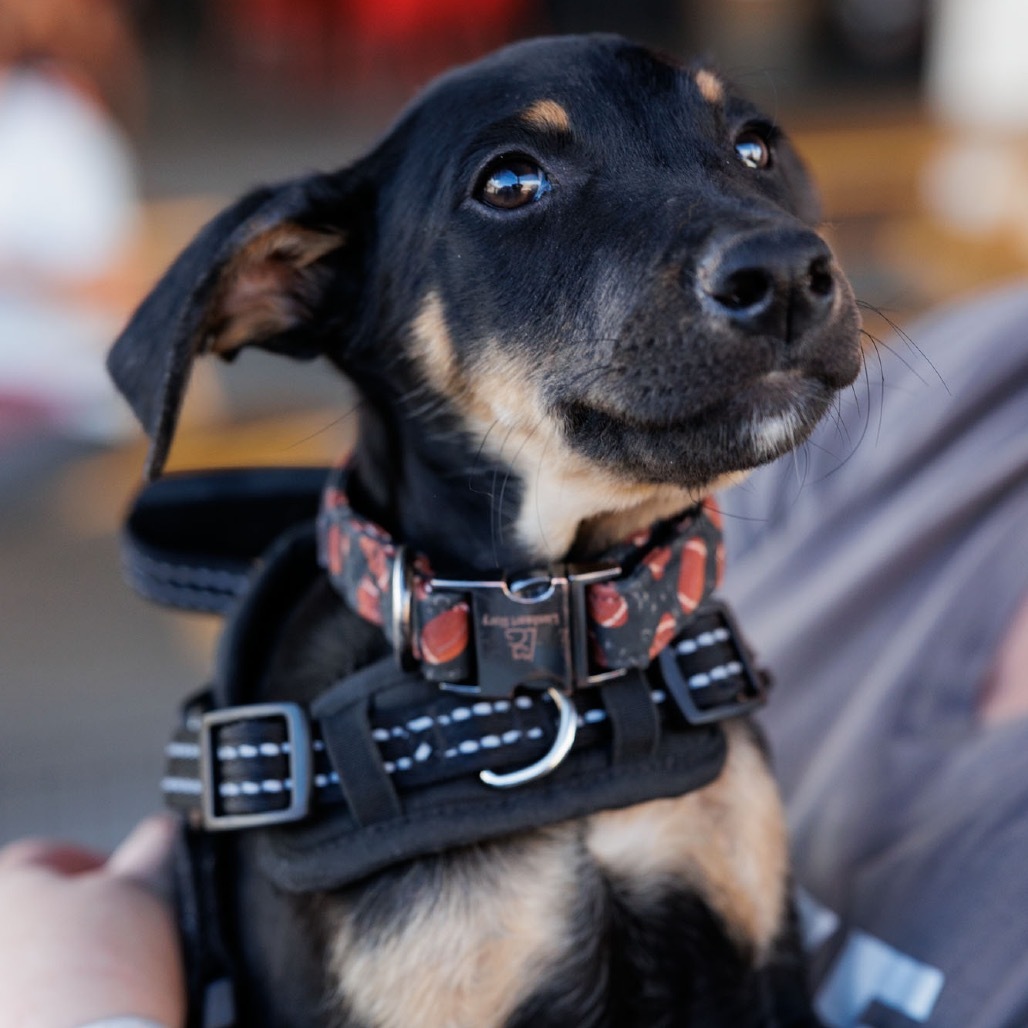 Football, an adoptable Mixed Breed in Moab, UT, 84532 | Photo Image 6