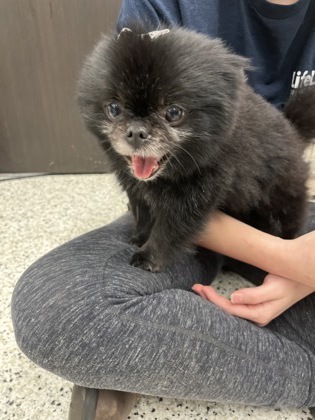 Labubu- ADOPTED