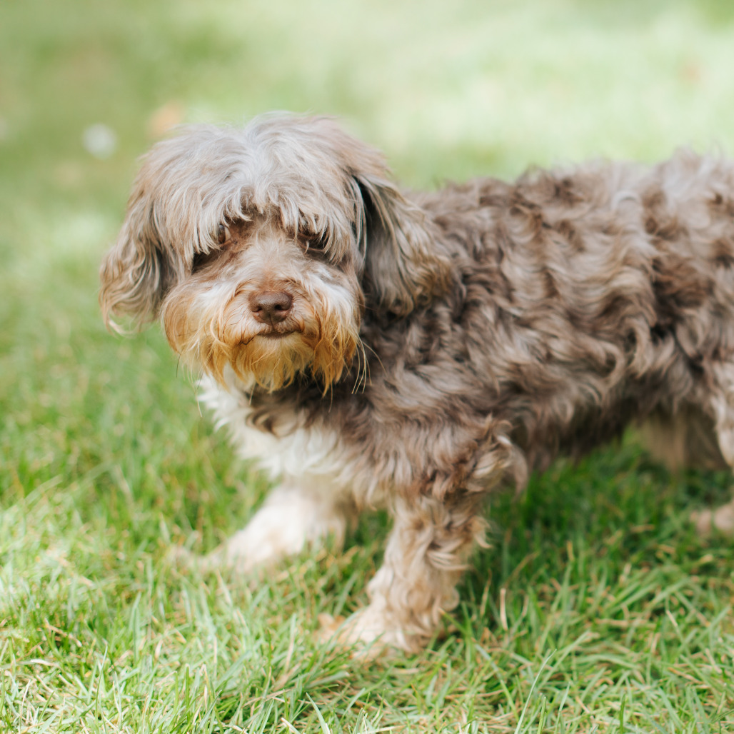 Kuta Mundy, an adoptable Havanese, Poodle in Northbrook, IL, 60062 | Photo Image 1