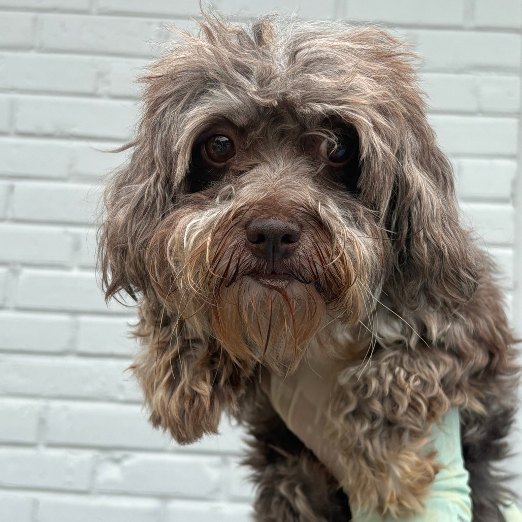 Kuta Mundy, an adoptable Havanese, Poodle in Northbrook, IL, 60062 | Photo Image 2