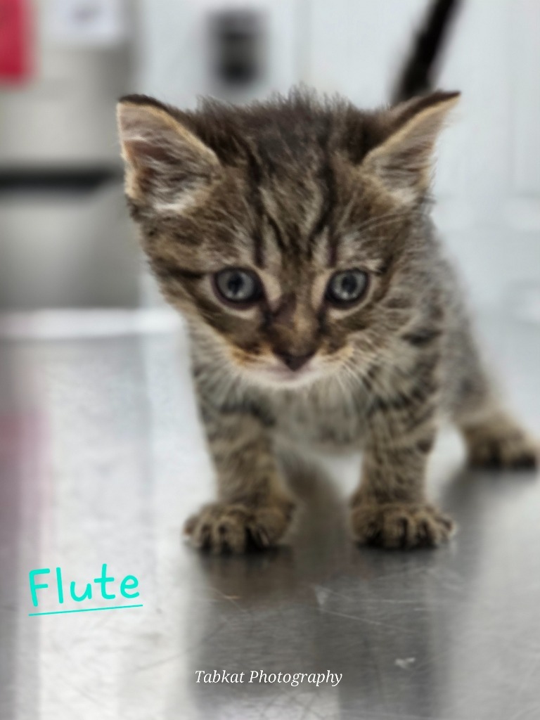 Flute