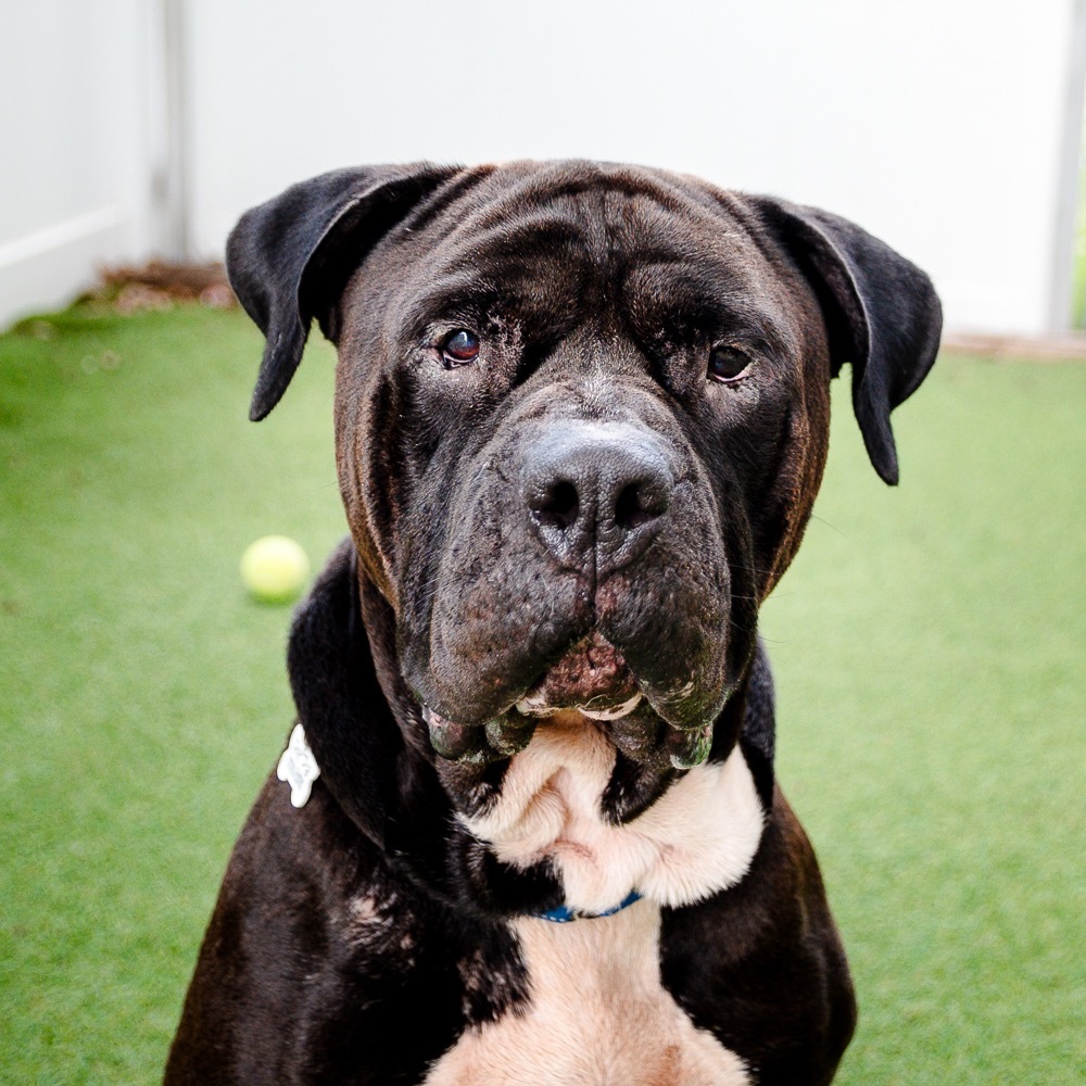 Shadow, an adoptable Bullmastiff in Saint Petersburg, FL, 33712 | Photo Image 1