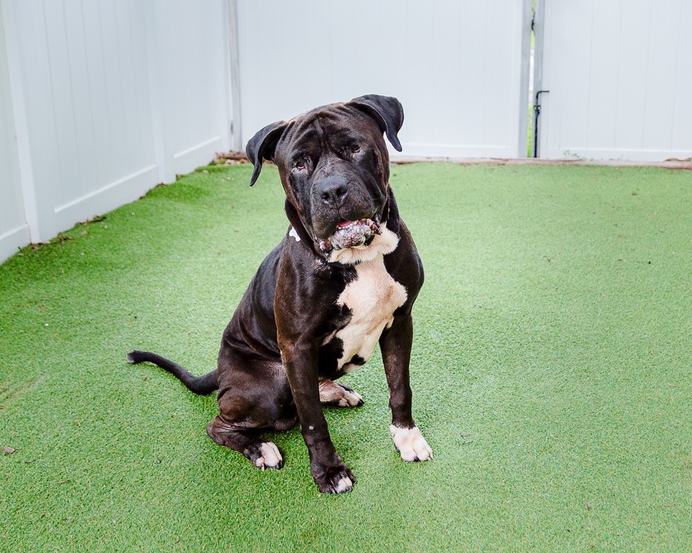 Shadow, an adoptable Bullmastiff in Saint Petersburg, FL, 33712 | Photo Image 2