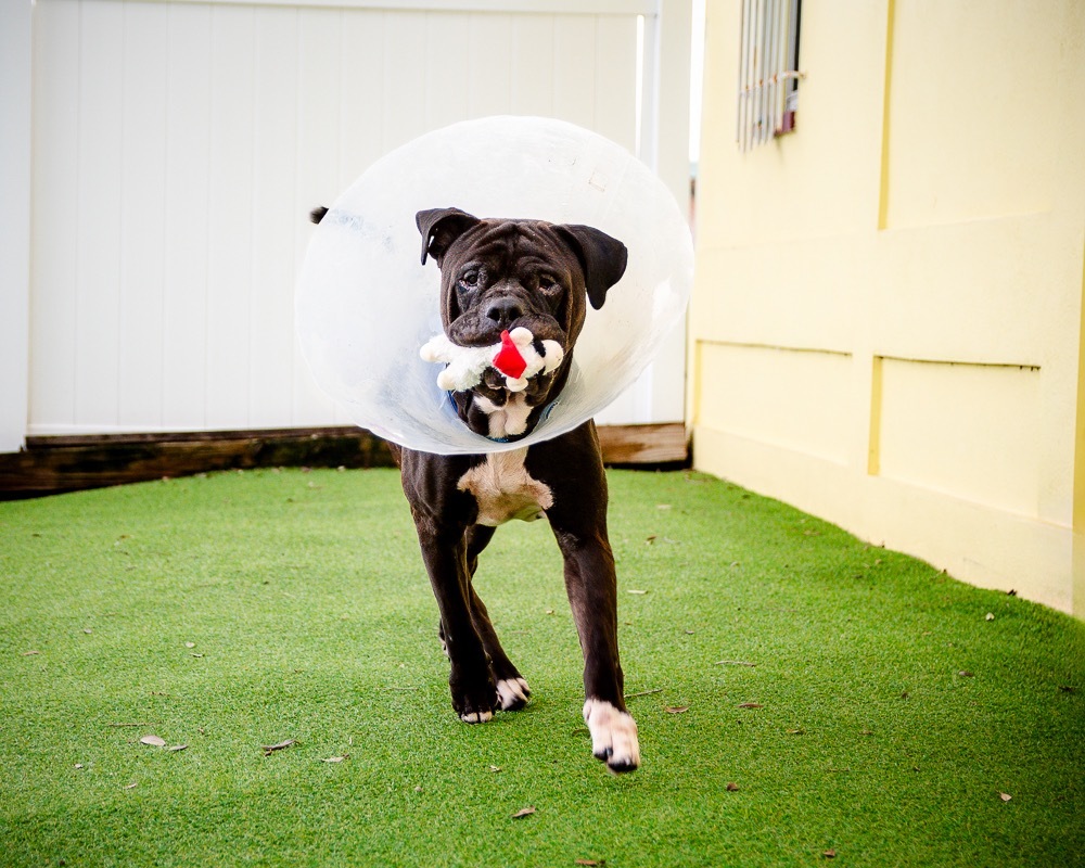 Shadow, an adoptable Bullmastiff in Saint Petersburg, FL, 33712 | Photo Image 3