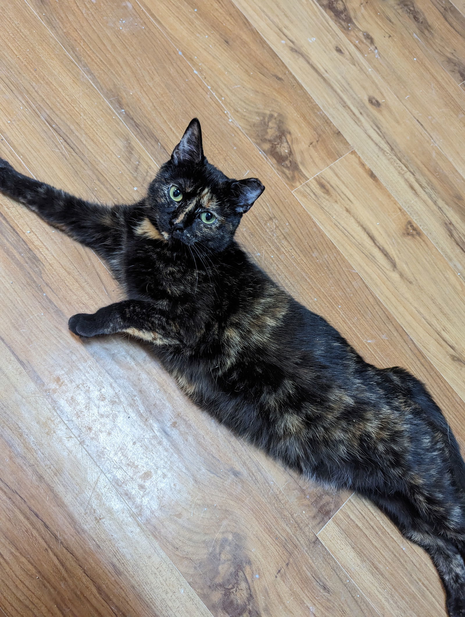 Tortilla
