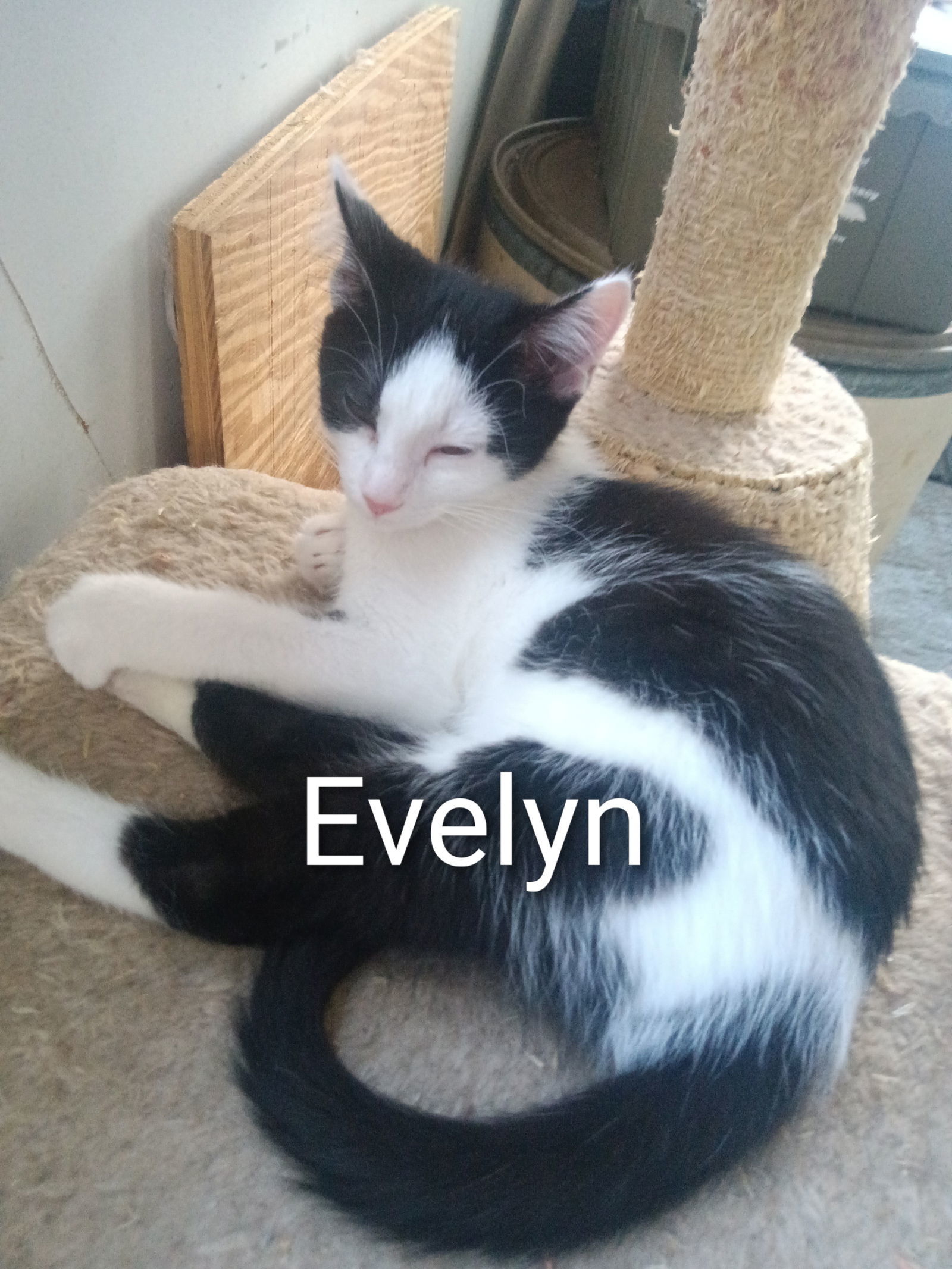 Evelyn