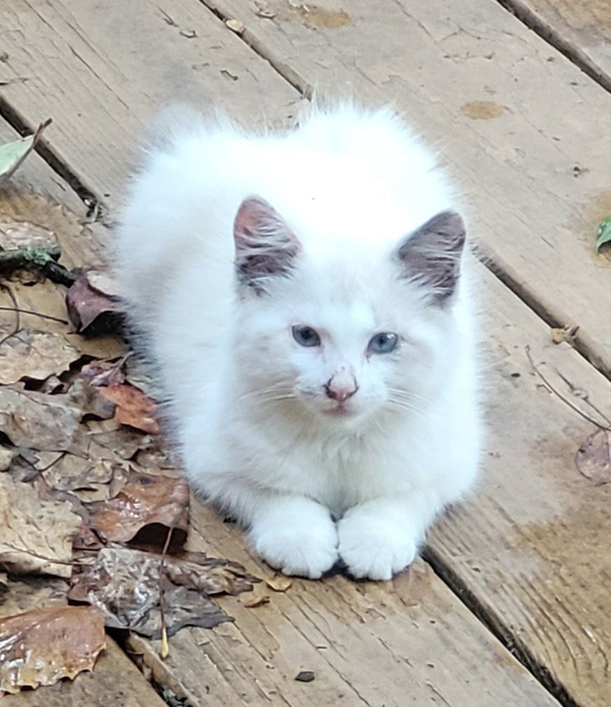 Mindy Moo, an adoptable Domestic Long Hair, Ragdoll in Broomall, PA, 19008 | Photo Image 1