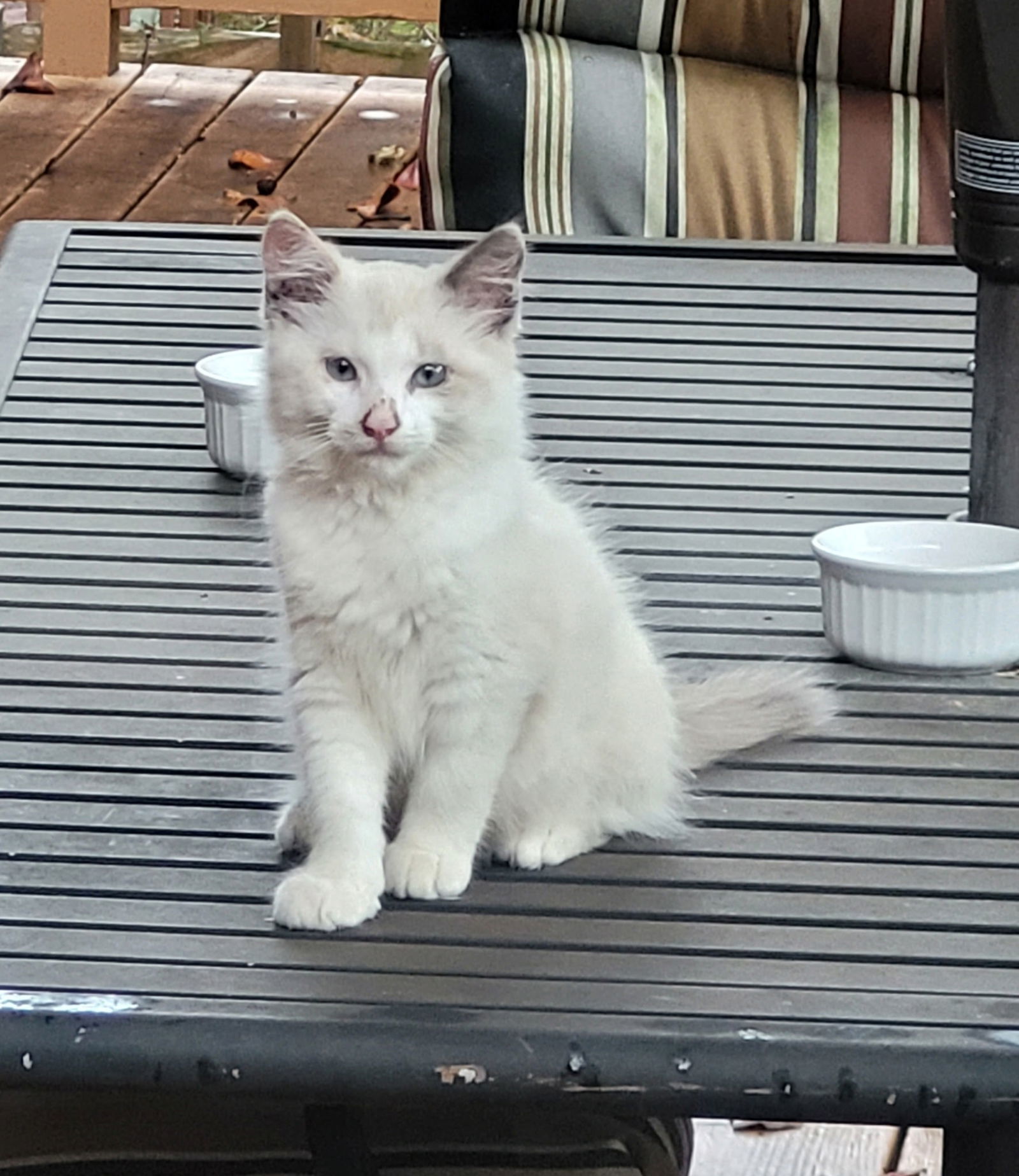 Mindy Moo, an adoptable Domestic Long Hair, Ragdoll in Broomall, PA, 19008 | Photo Image 2