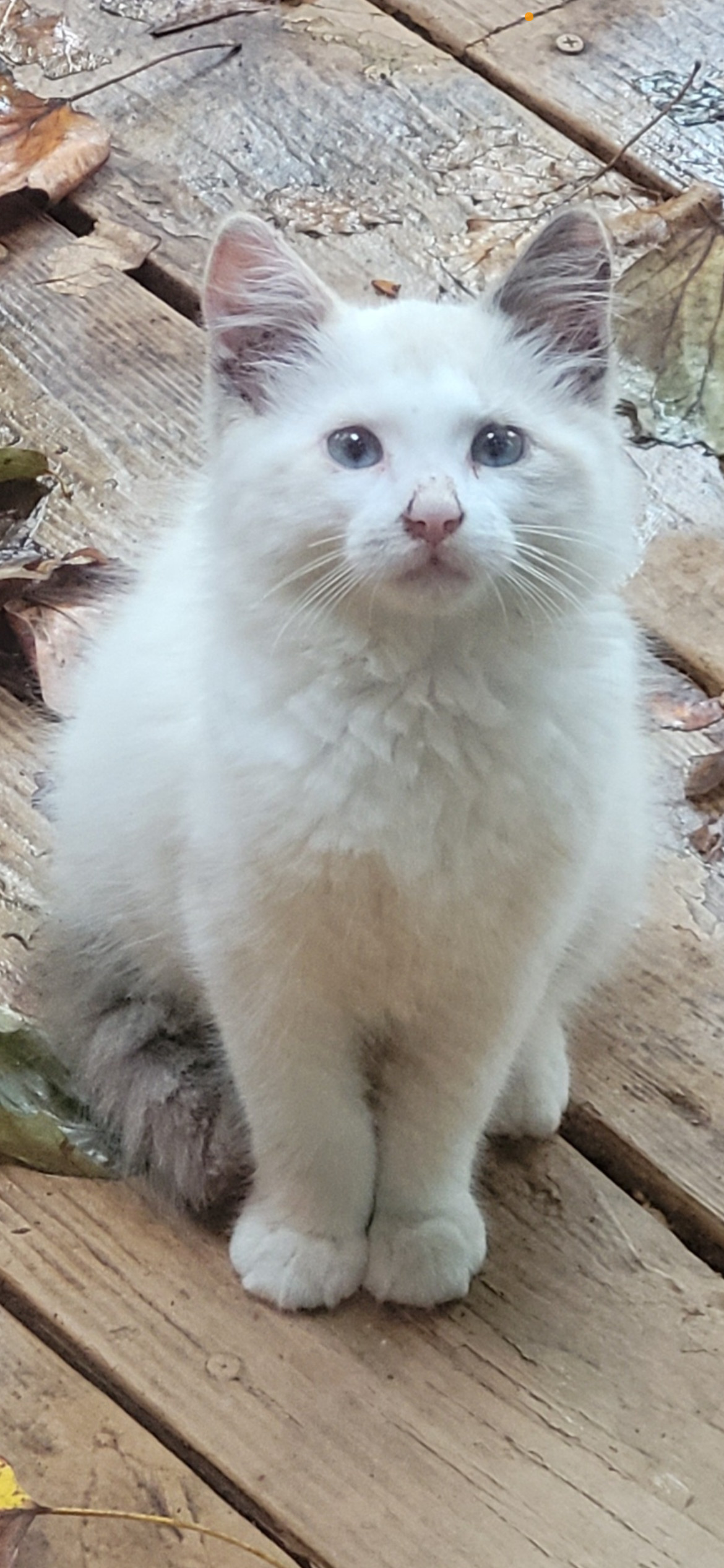 Mindy Moo, an adoptable Domestic Long Hair, Ragdoll in Broomall, PA, 19008 | Photo Image 3