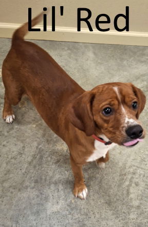 Lil Red